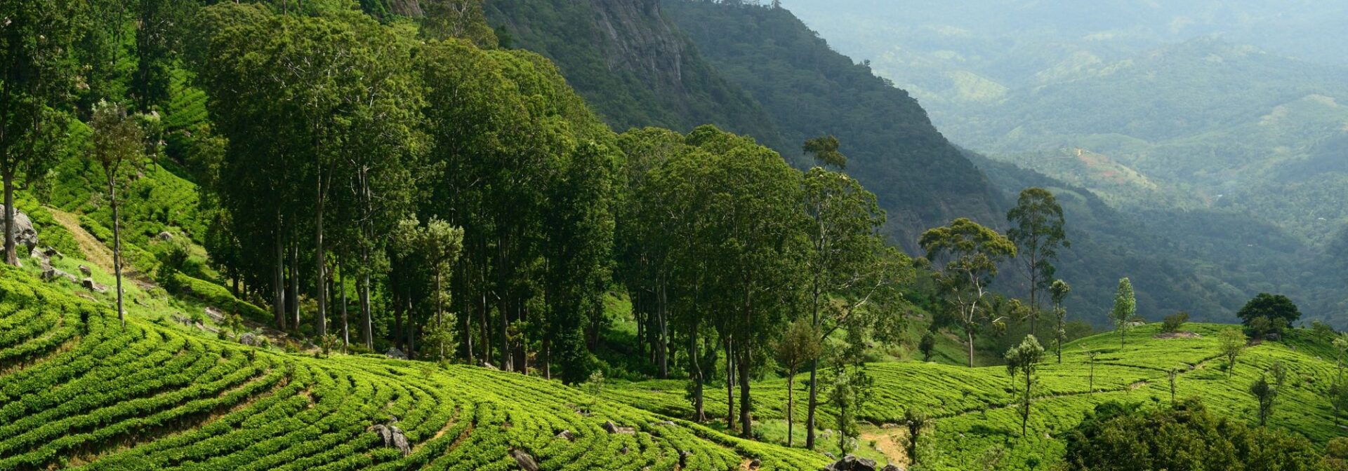 Ceylon Tea from Hopscotch