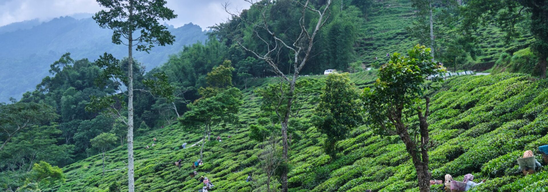 Darjeeling Tea from Hopscotch