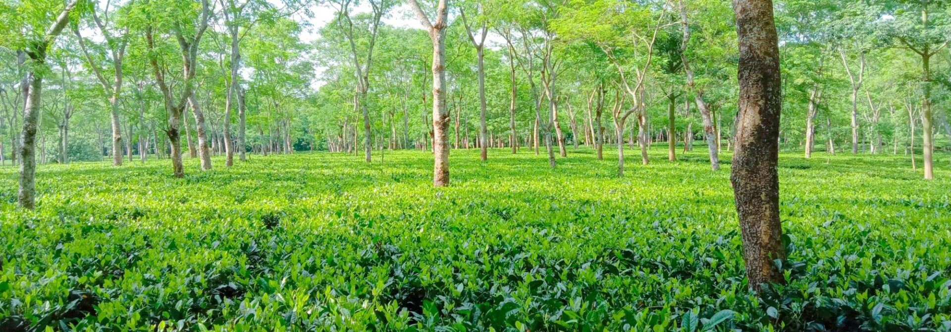 Assam Teas from Hopscotch