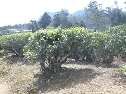The Tea Shrub