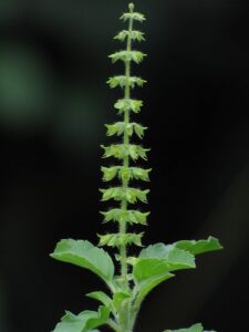 Tulsi flower - Holy Basil. Copyright: https://commons.wikimedia.org/wiki/User:Vaikoovery/